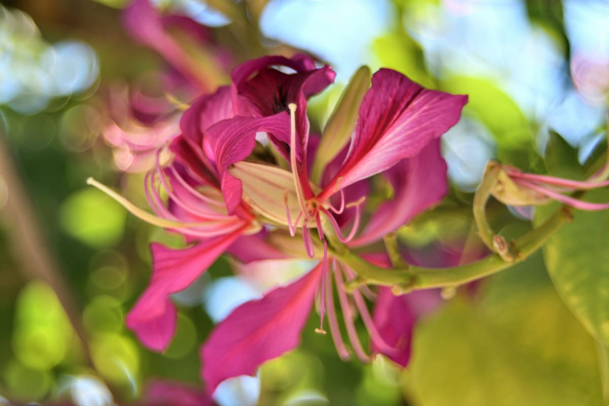 Close-up of a vibrant pink Orchid Tree flower in San Diego, captured with dreamy bokeh using a Pentacon Auto 50mm f/1.8 MC lens and 11mm extension tube