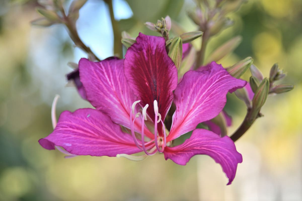 Close-up of a vibrant pink Orchid Tree flower in San Diego, captured with dreamy bokeh using a Petri C.C. Auto 55mm f1.8 lens