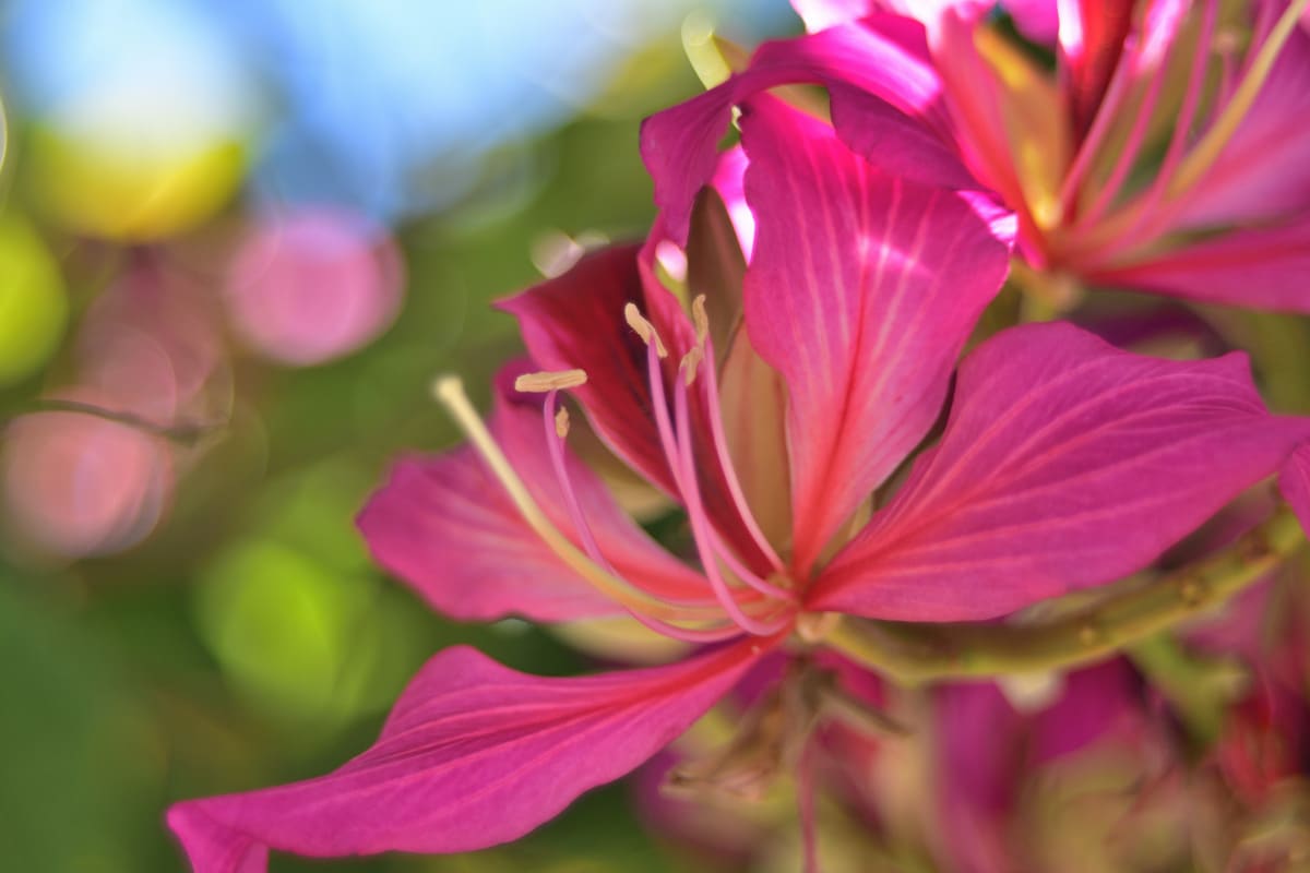 Close-up of a vibrant pink Orchid Tree flower in San Diego, captured with dreamy bokeh using a Pentacon Auto 50mm f/1.8 MC lens and 11mm extension tube