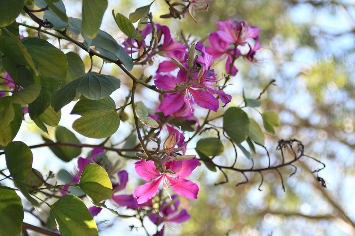 Close-up of a vibrant pink Orchid Tree flower in San Diego, captured with dreamy bokeh using a Petri C.C. Auto 55mm f1.8 lens