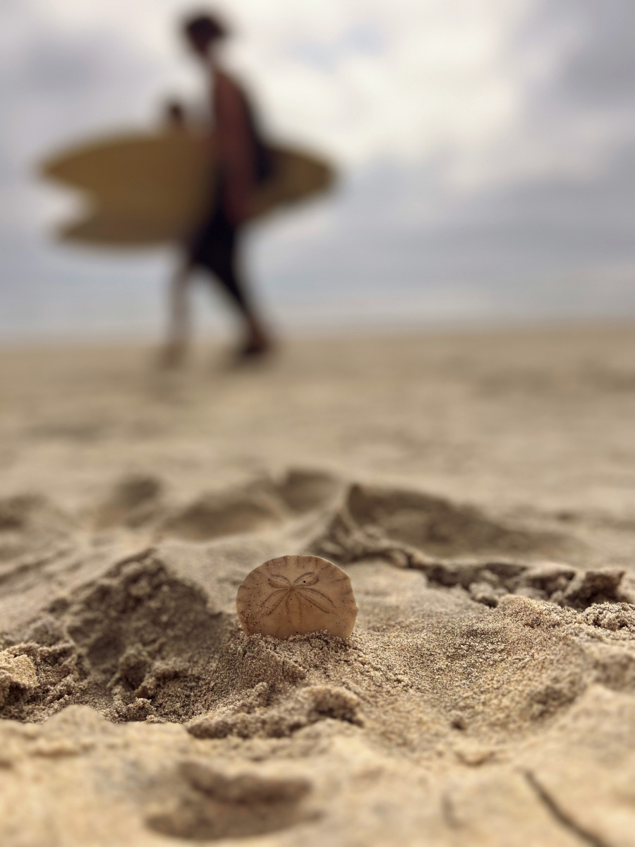 Summertime - San Diego, Torrey Pines State Beach