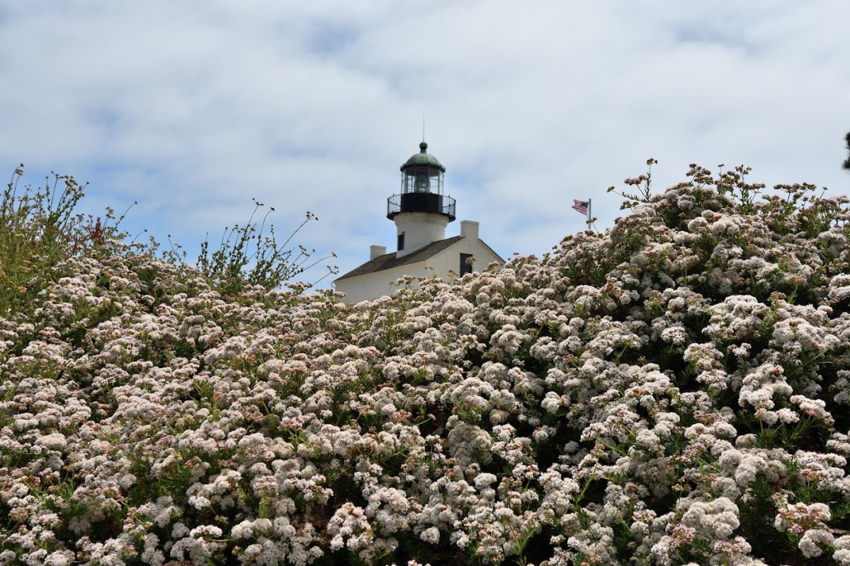 Cabrillo National Monument Old Point Loma Lighthouse wildflowers