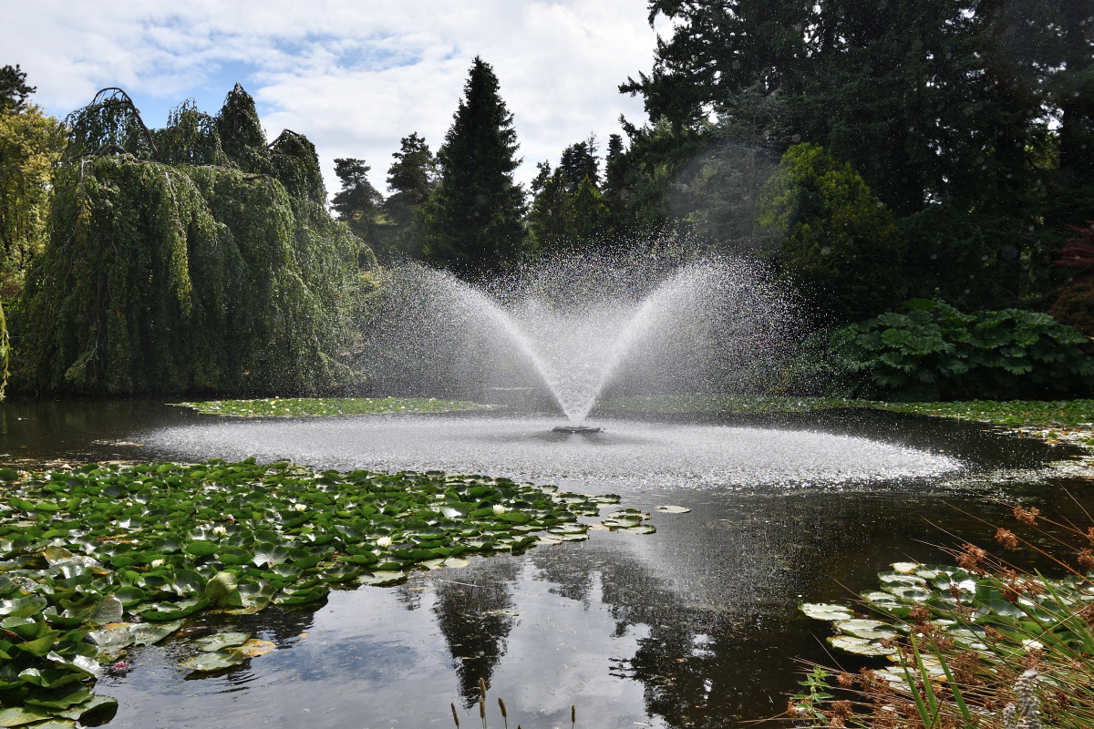 Discover VanDusen Botanical Garden in Vancouver through the lens of Diana Rozenshteyn. Flowers, trees, sculptures, ponds, and wildlife in late-summer light.