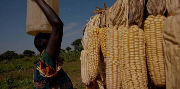 Food Security & Livelihoods