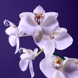 Essential Female Fertility Support