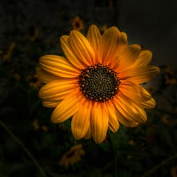 Essential Longevity Support