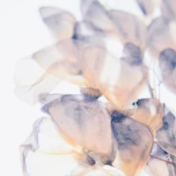 Healthy Cell Senescence Support 