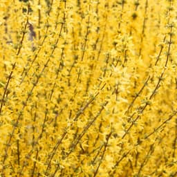 Short-Term Energy Reset