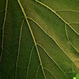 Blood Pressure Support