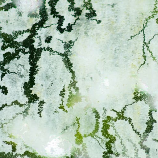 Mold Detox Support