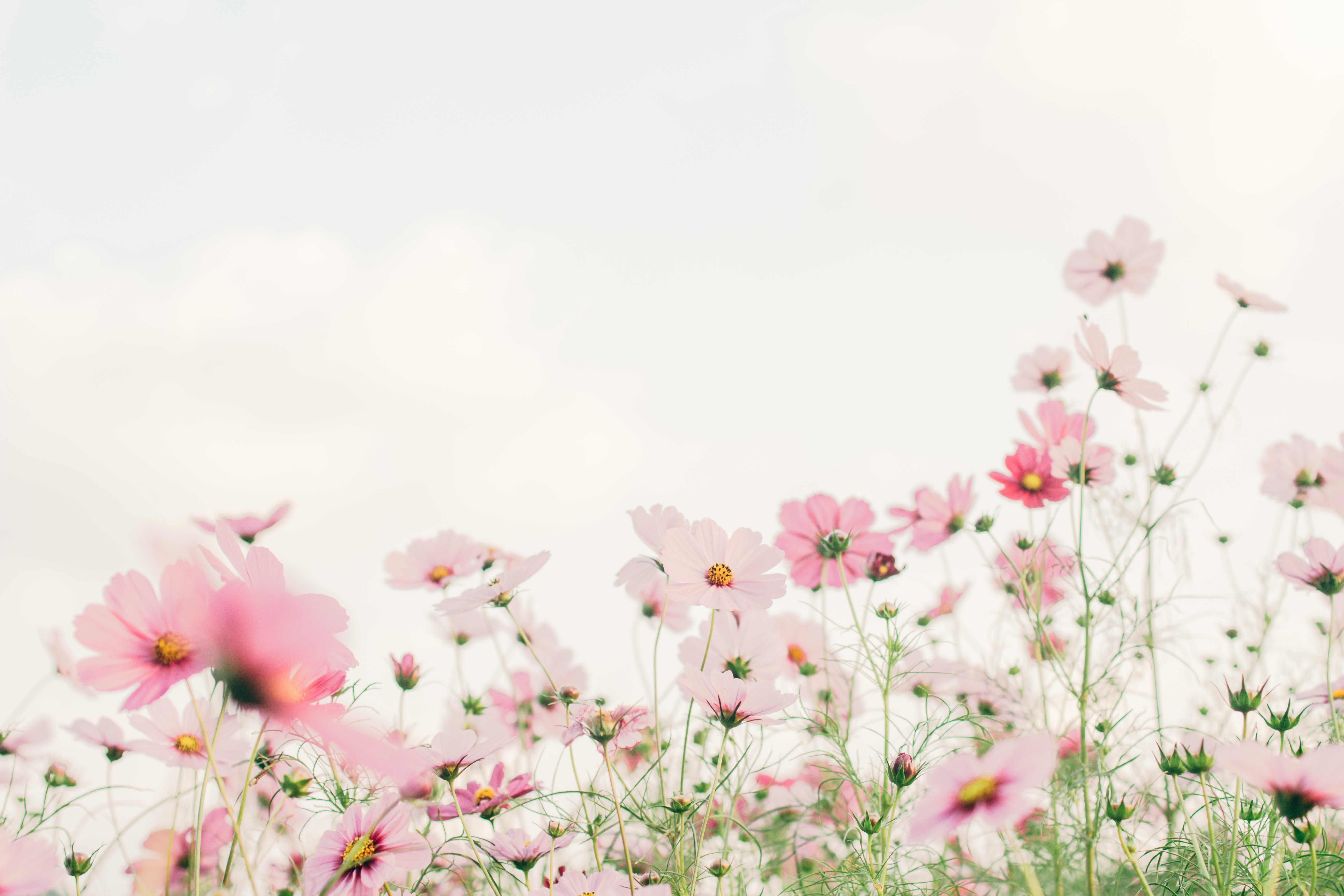 tomoko-uji-kxvn1ogpTtE-unsplash.jpg