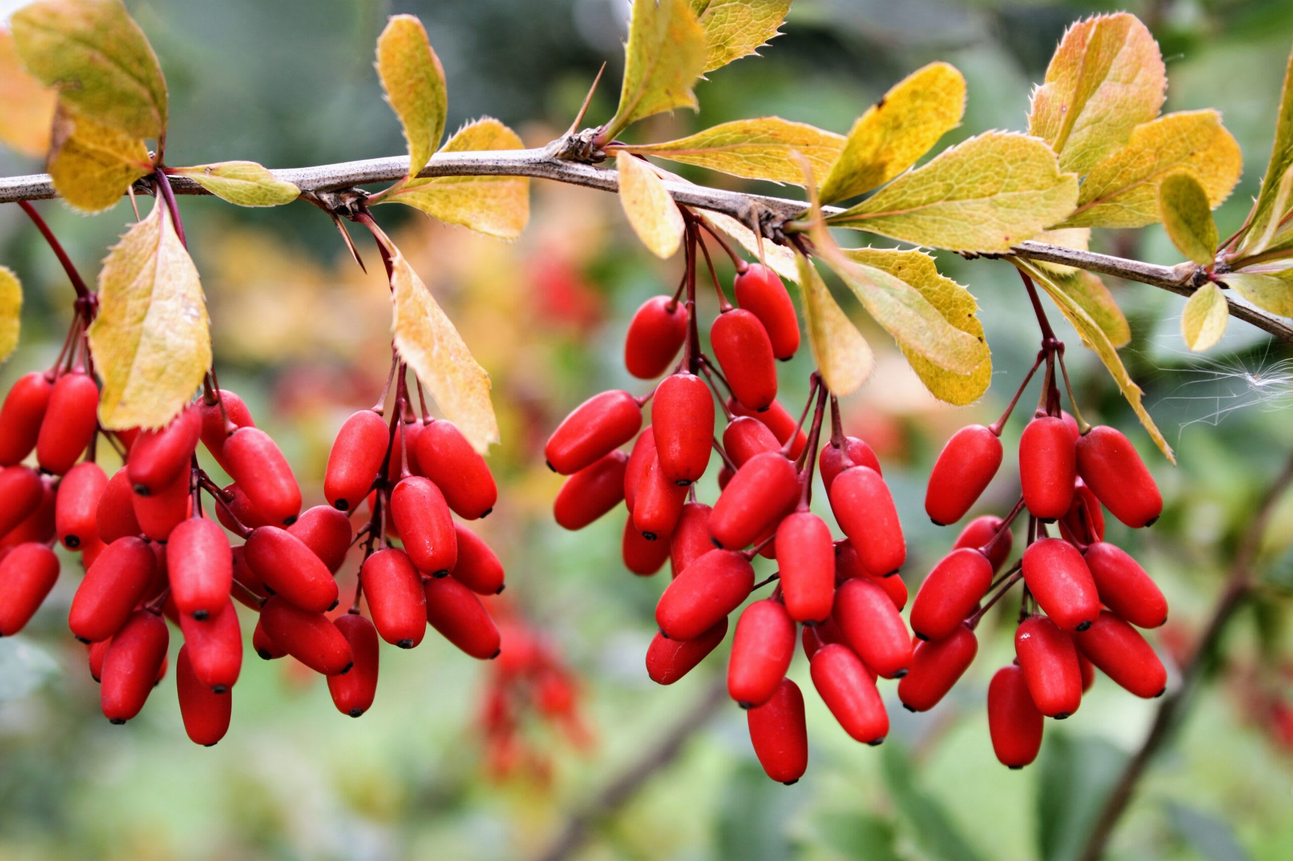 Berberine1245397634.jpg