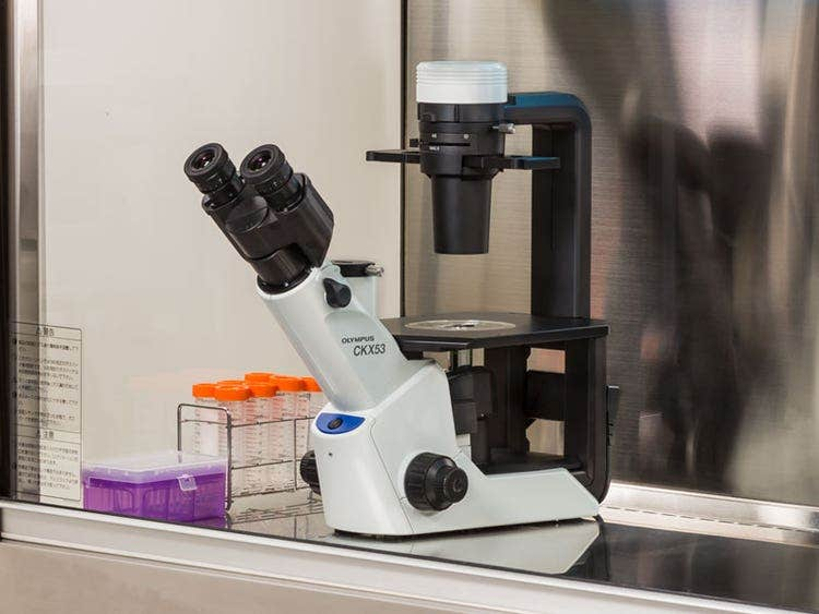 Olympus CKX53 Microscope