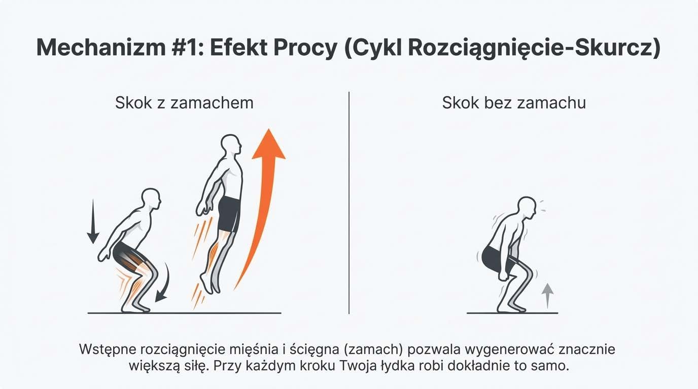Cykl Rozciągnięcie-Skurcz (SSC) pokazany na skoku z zamachem