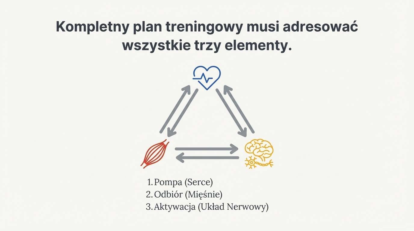 Trójkąt mocy: Serce, Mięśnie, Mózg/Układ Nerwowy