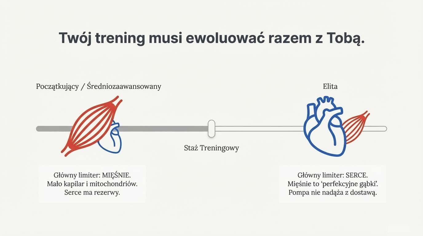 Wykres: zmiana głównego limitera zależąca od stażu treningowego