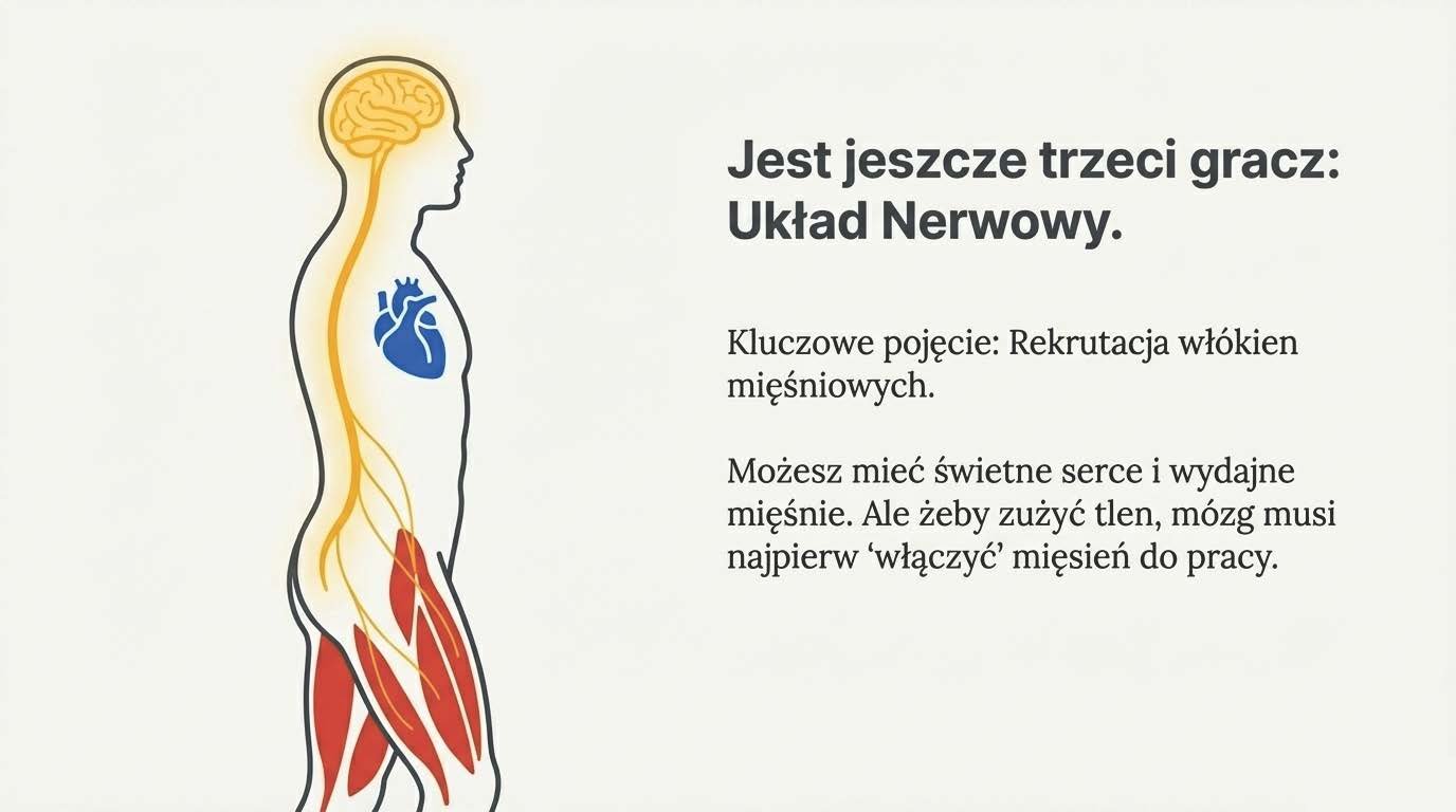 Układ nerwowy rekrutujący włókna mięśniowe