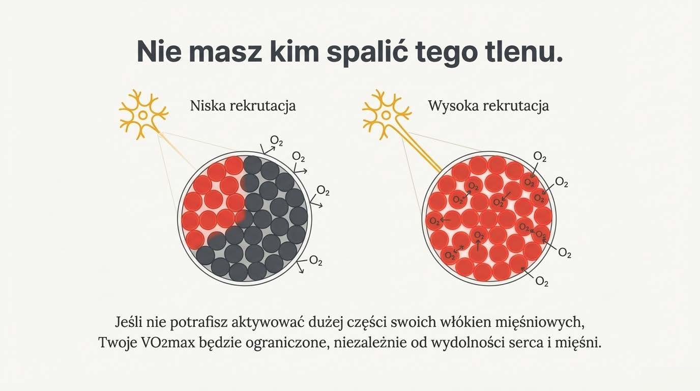 Niska kontra wysoka rekrutacja a wykorzystanie tlenu