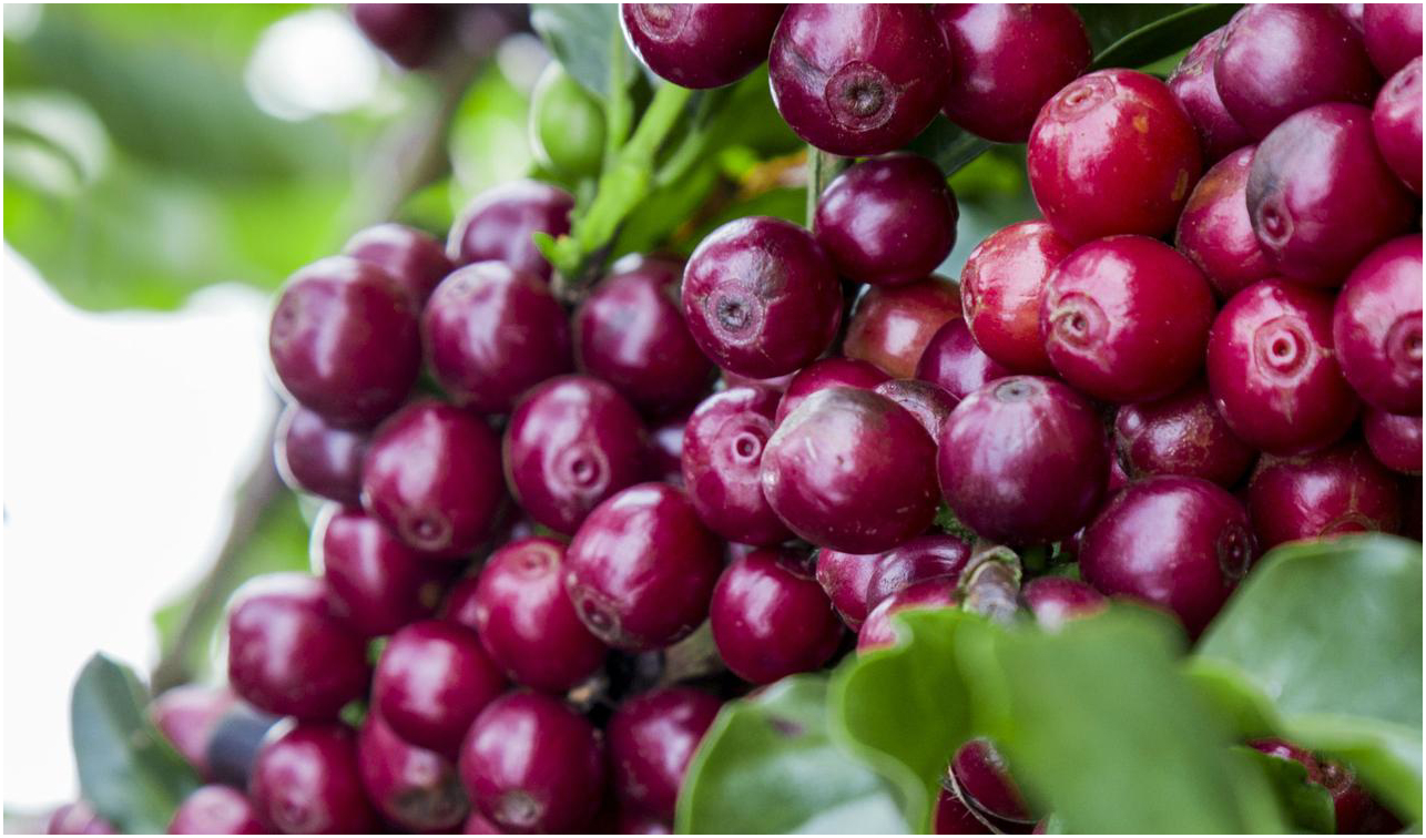 Робуста Індія Черрі 500 г — міцна кава з горіховим присмаком і насиченою гіркотою