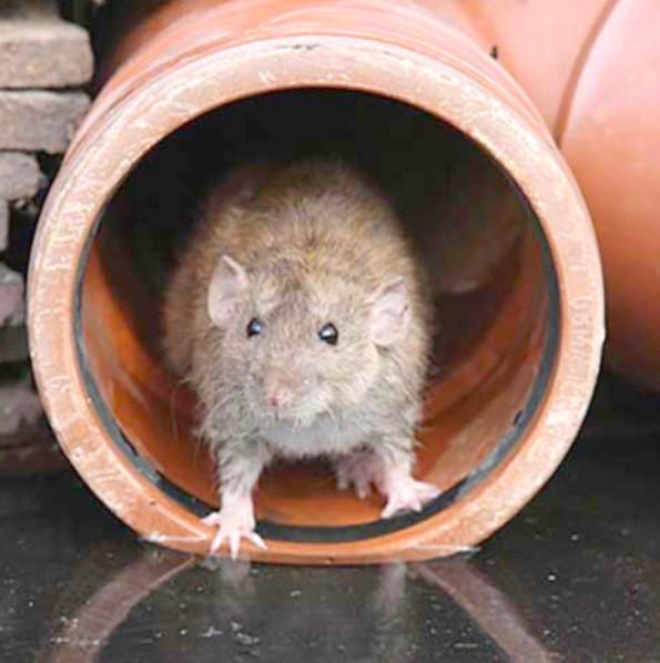 Еластична оплетка Flexo® Стійка до гризунів 1 м, діам. 6.4 мм, захист від гризунів, Techflex