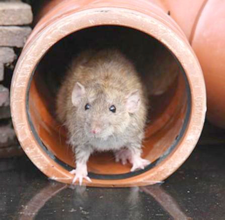 Еластична обплетка Flexo® RRN 0.38DB для захисту від гризунів, 1 м, діаметр 9.5 мм