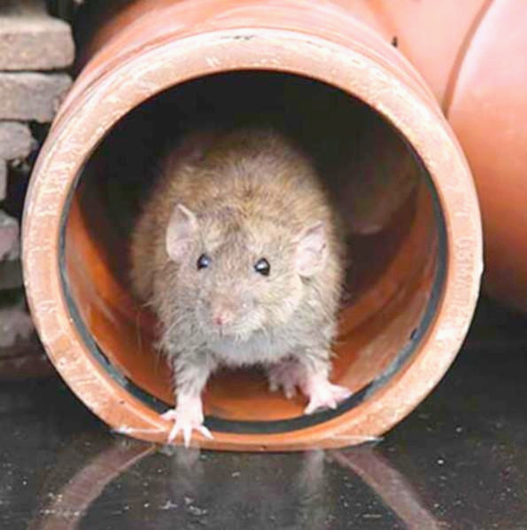 Эластичная оплетка Techflex RR30.25DB, 1 м, дн. 6.4 мм для защиты кабелей от грызунов