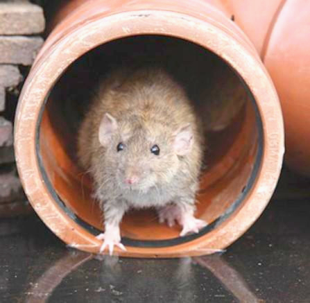 Эластичная оплетка Flexo® 1 м, диам. 9.5 мм, защита от грызунов, Rodent Resistant