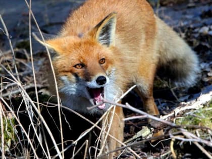 Постановлением губернатора МО установлен карантин по бешенству животных в Подольске