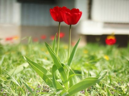 Жители Пущина создали удивительные клумбы у подъездов в рамках месячника благоустройства