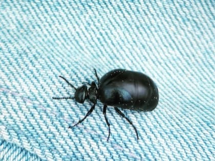 Энтомологи предупреждают: в Подмосковье активизировались жуки-майки