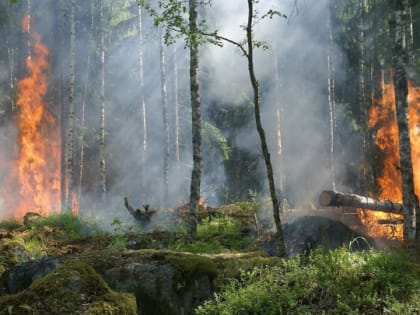 Новые очаги: лесные пожары прогнозируют в Челябинской области