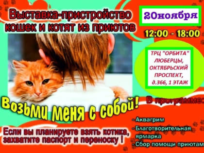 Выставка-пристройство котят пройдет в ТЦ Люберец 20 ноября