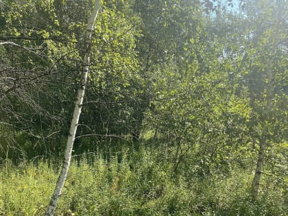 О проведении аукциона