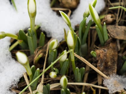 Из-за аномально теплой зимы белки Подмосковья оказались под угрозой