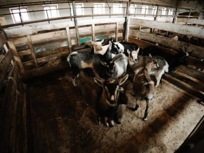 За первое полугодие в Подмосковье фермерам предоставлено более 950 га.