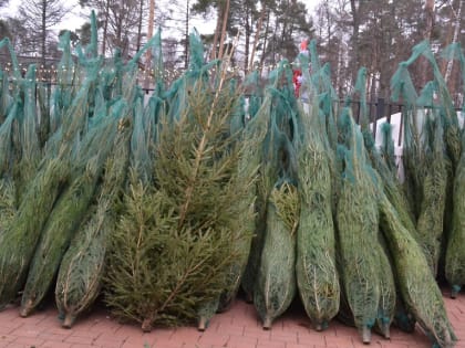 В четверг многодетным семьям Балашихи подарят новогодние елки на открытии елочного базара