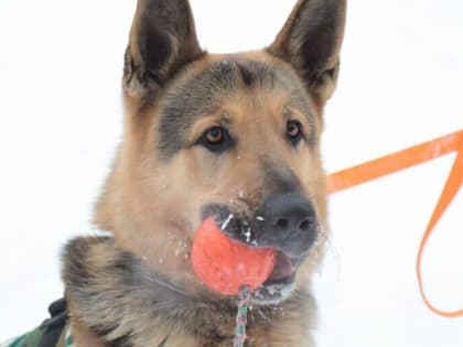 Напоминаем каширянам о правилах выгула собак в парках