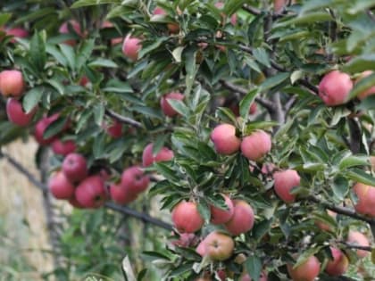 Польские садоводы затребовали господдержку из-за запрета экспорта яблок в Россию