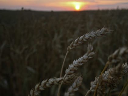 Более 270 га сельхозземель реализовали через торги в Подмосковье за три месяца