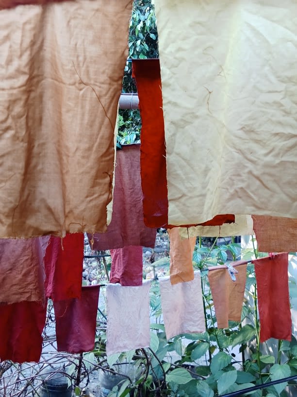 Warna dari Taman: Pengalaman Pewarnaan Alami untuk Pemula 1