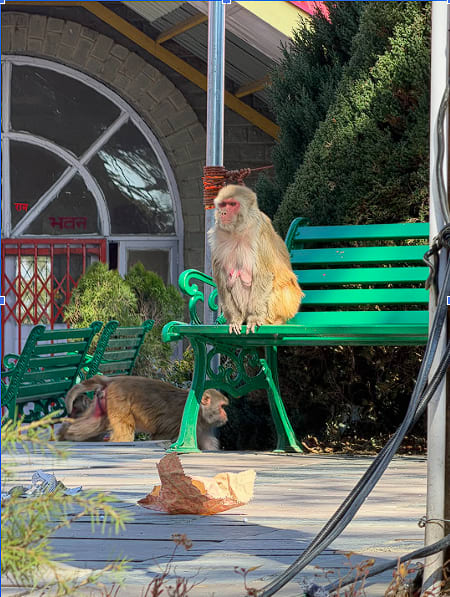 Aerial view of Jakhu Hill
