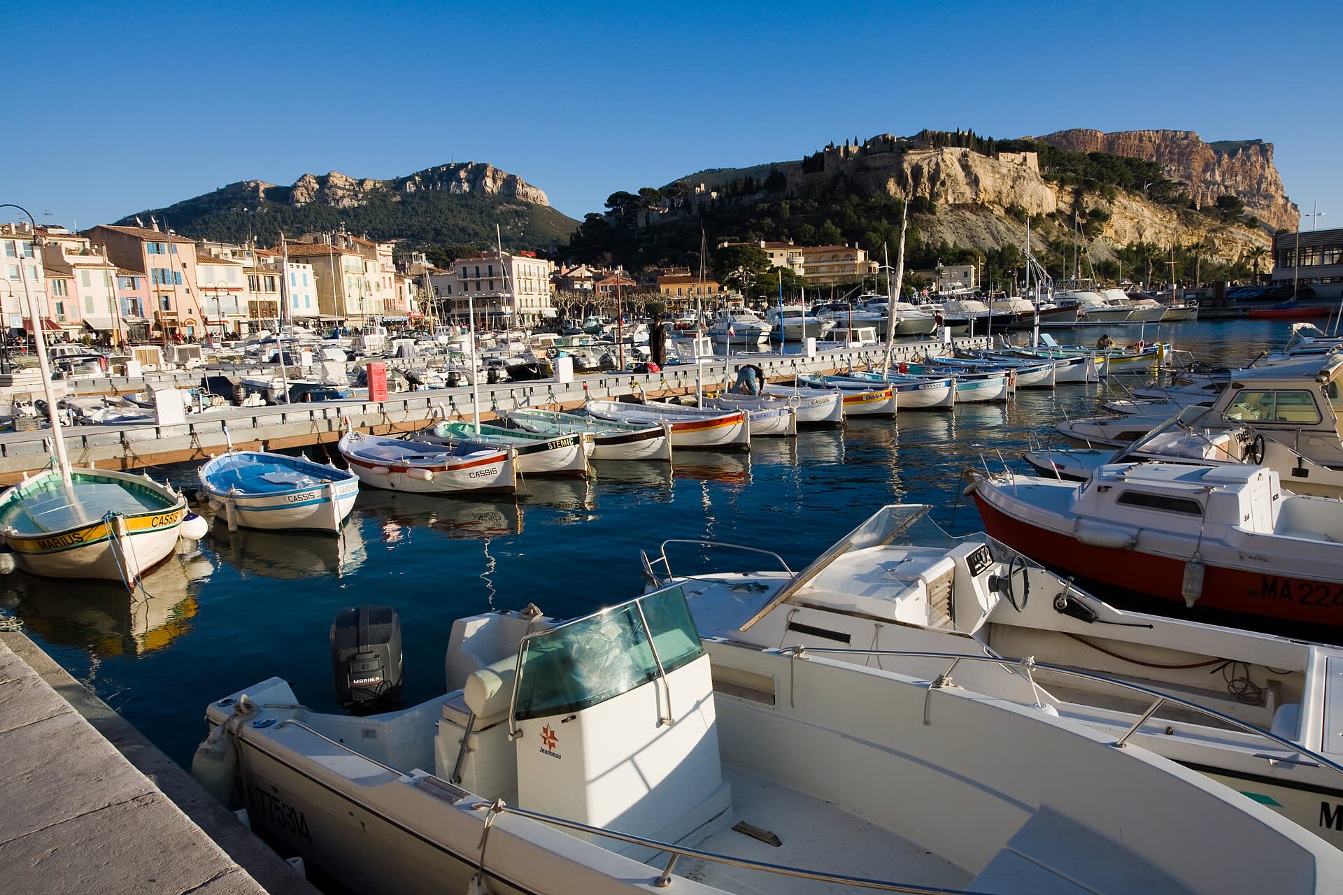 Olea Cassis