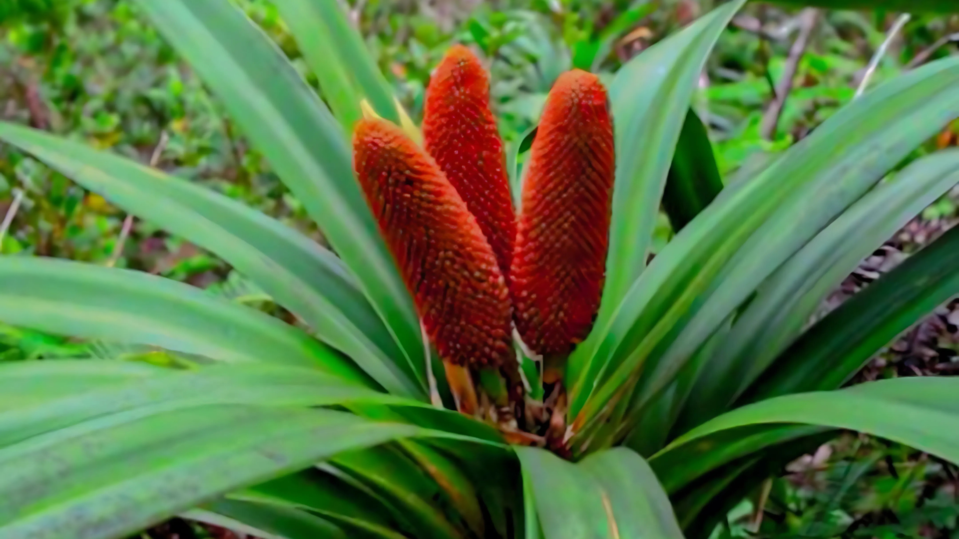 The Transformative Power of Buah Merah Oil for Your Skin