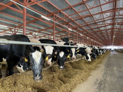 Аграрии из Озёр вошли в топ-5 лучших производителей молока в Подмосковье