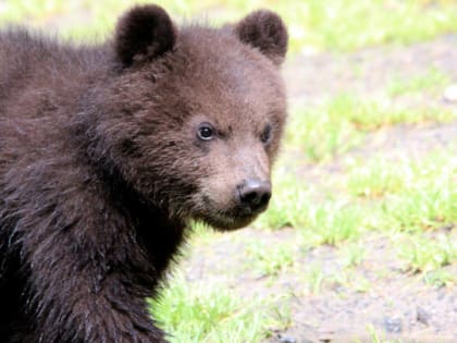 В Северной Осетии медвежонок попал под колеса машины