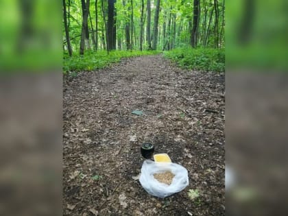 Сюрреалистический набор увидел на тропинке в лесу житель Лыткарино