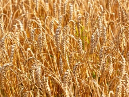 Продолжается сев озимых культур в регионе