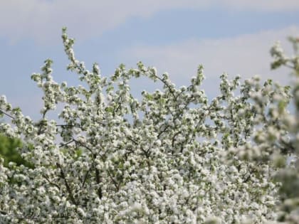 Внимание! Опасный карантинный вредитель