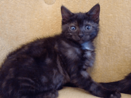 Бронничанка, спасающая бездомных животных