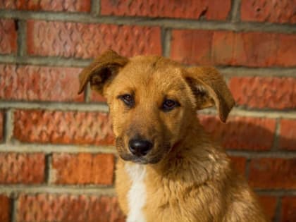 Жители Московской области положительно оценивают работу местных властей по ситуации с бездомными кошками и собаками